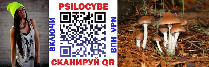 Галлюциногенные грибы Psilocybe  сколько стоит  omg ONION  Черкесск 